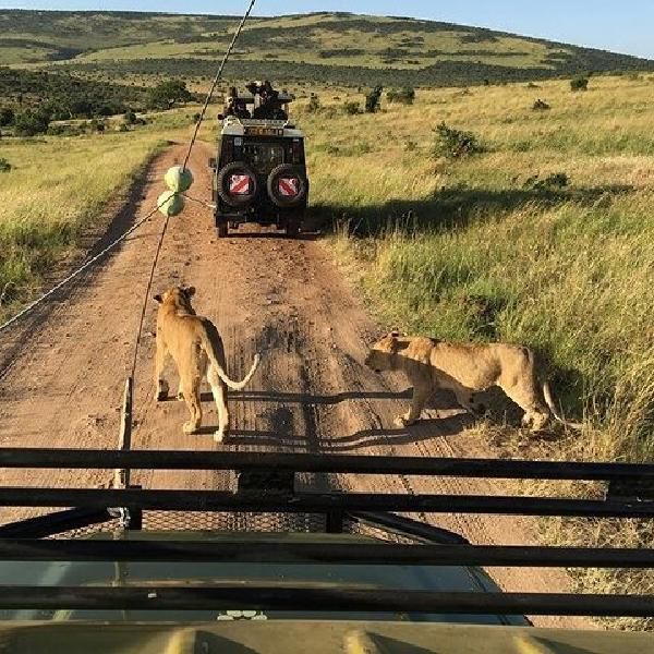7 Days Maasai Mara, Lake Nakuru, Lake Naivasha & Amboseli Group Joining Safari